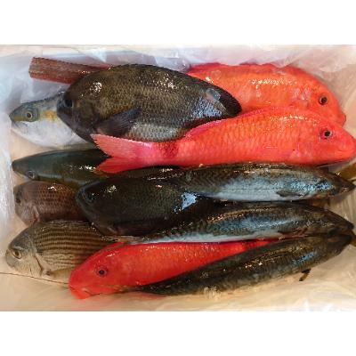 ふるさと納税 長崎市 長崎漁港発!旬の地魚鮮魚セット(お試しミニ) |  | 01