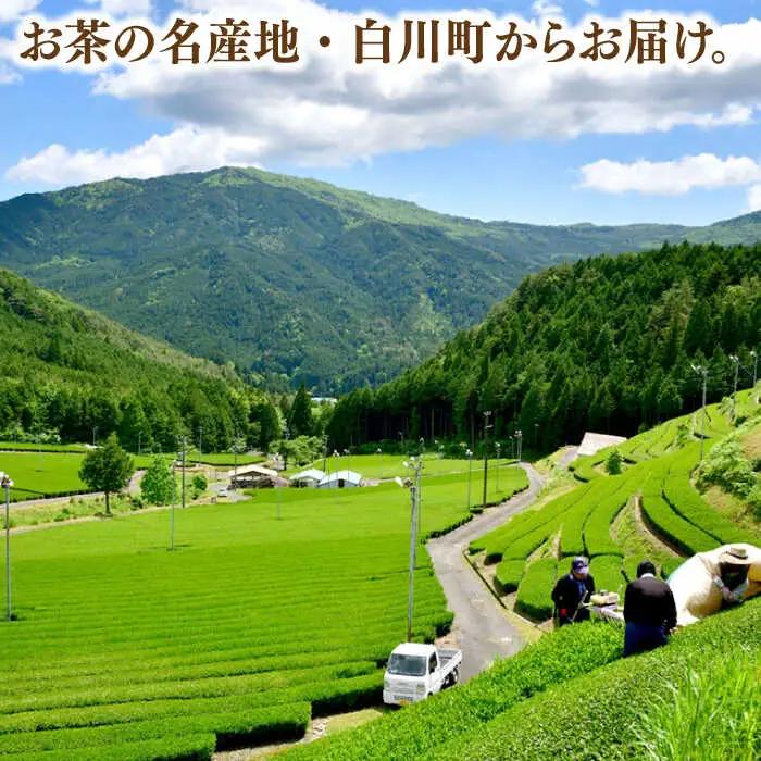 【4回定期便】白川茶「二ッ森」 3パック / ますぶち園[AWAC001]