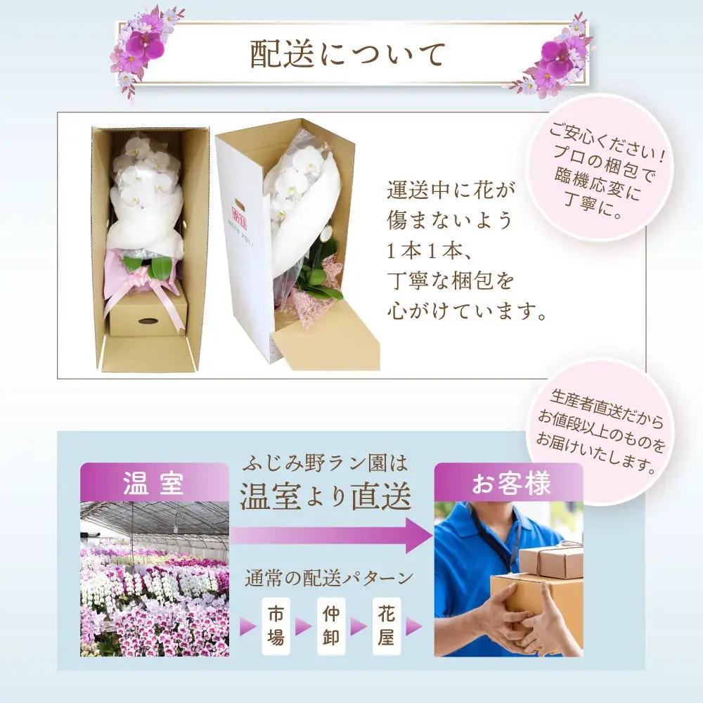 大輪胡蝶蘭　白10本立ち（ラッピング付） ふじみ野ラン園