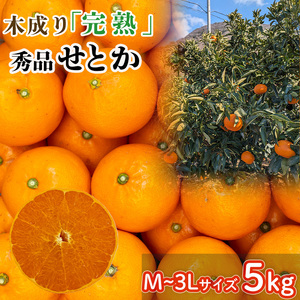 【3月から発送】  秀品 中島育ち！ 木成り完熟のせとか Mから3Lサイズ 5kg | 数量限定 果物 フルーツ 高級 みかん 蜜柑 愛媛 松山 柑橘 小玉 甘い おすすめ 愛媛 松山【BWN0023】