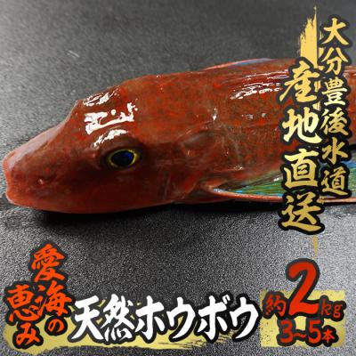 ふるさと納税 佐伯市 天然 ホウボウ (約2kg・計3-5本)