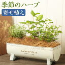 【ふるさと納税】季節のハーブ 寄せ植え 品種おまかせ ランダム ハーブ 寄せ植え 観葉植物 インテリア ミニサイズ 植物 送料無料