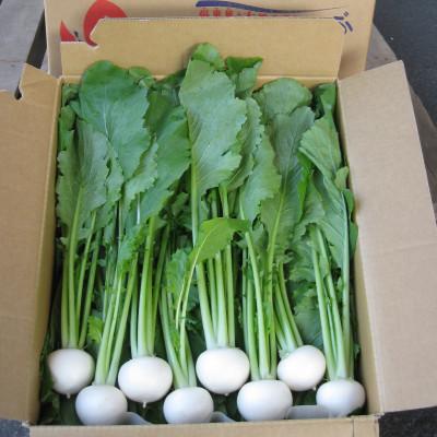 ふるさと納税 野辺地町 生で食べられる!皮まで丸ごと美味しい!野辺地葉つきこかぶ(10kg入) |  | 01