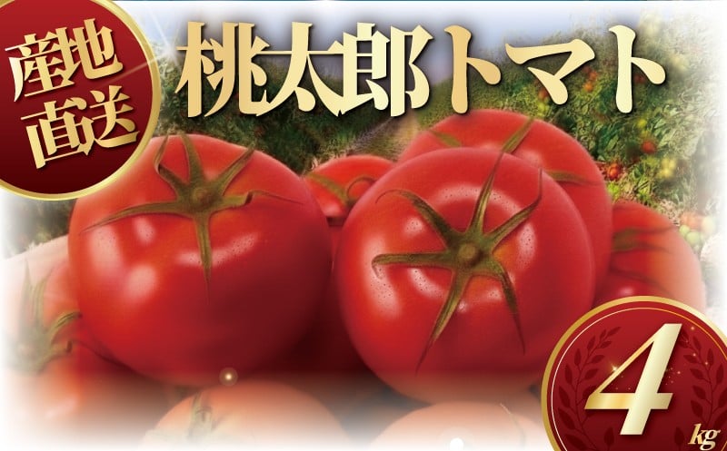 
            ハウス桃太郎トマト4kg	トマト 野菜 やさい 果物 とまと 2026年4月発送 tomato 甘い リコピン トマト フルーツ 先行予約 2026年 産地直送 数量限定 農家直送 鮮度 新鮮 土耕栽培 栽培 ビタミンC 美容 健康 栄養  お弁当 先行予約 サラダ 亀井農園 神奈川 湘南 藤沢 
          