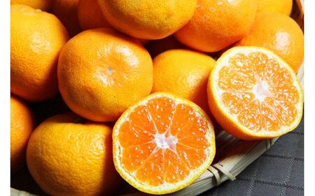 高級ブランド田村みかん　10kg　大玉サイズ【2026年11月下旬以降発送】【先行予約】【UT15】【uot716】