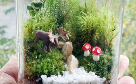 苔テラリウム （蓋付きガラス瓶）植物 コケテラリウム 苔 インテリア テラリウム 三次市/園芸王国パスタイム[APCJ008]