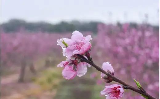桃 【先行予約】 白鳳　桃の王様！食べきりやすい３個入り 【秀品】こだわり農家厳選 / 桃 モモ フルーツ 果物 くだもの 人気 産地直送 厳選 甘い 予約 もも フルーツ王国 ※2027年6月末頃～