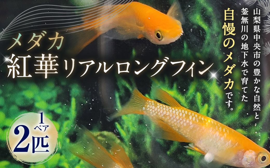 
                  メダカ 【 紅華リアルロングフィン 】 1ペア 2匹 めだか 観賞魚 魚 さかな インテリア 鑑賞 育成 飼育 淡水魚 川魚 生き物 生物 初心者 愛好家
                