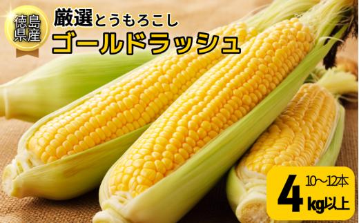 【6月下旬より順次発送】　とうもろこし ゴールドラッシュ 4kg以上 選べる 容量 厳選 新鮮 甘い 生 国産 野菜 スイートコーン バーベキュー BBQ コーン 旬 徳島県