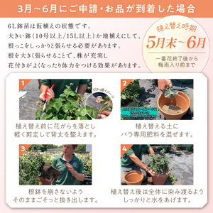 【イングリッシュローズ】デビッド・オースチン サイラス・マーナー6L鉢苗(バラ専用肥料付)【025D-021】