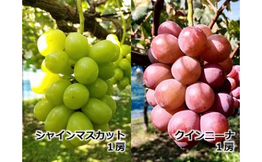 
農家直送】宮下ぶどう園のぶどう２種セット【シャインマスカット、クイーンニーナ】　約１Kg±

