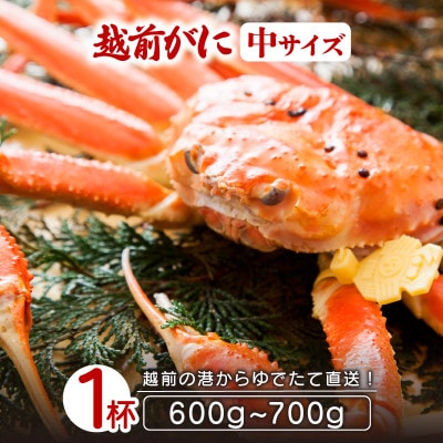 地元鮮魚店厳選 ≪浜茹で≫ 越前がに 中サイズ 1杯【11月発送分】【配送不可地域：離島】【1264416】
