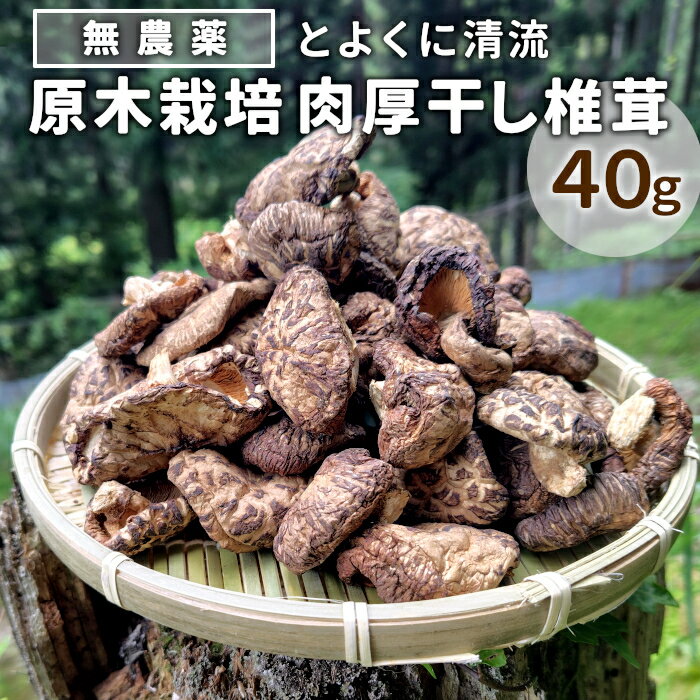 【ふるさと納税】無農薬 原木栽培 肉厚 とよくに清流 ほししいたけ 40g しいたけ 椎茸 シイタケ 原木椎茸 野菜 きのこ 無農薬栽培 干ししいたけ 乾燥しいたけ 干し椎茸 バーベキュー お試し 煮物 ネコポス -347