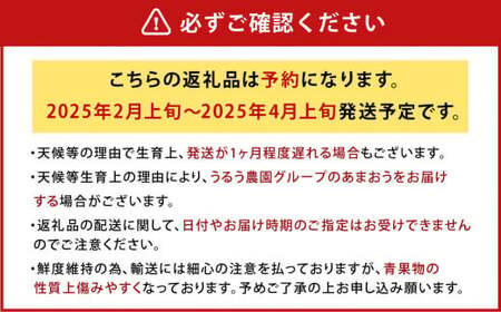 【アフター保証】うるう農園 あまおう DX等級 4パック （約1140g）【2025年2月上旬～2025年4月上旬発送予定】 いちご イチゴ 苺 フルーツ 果物