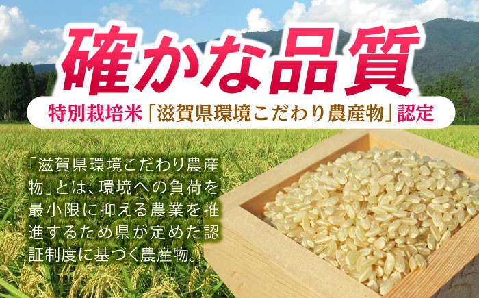 滋賀県 ミルキークイーン 玄米 10kg げんまい コメ 米 お米 みるきーくいーん 人気 おすすめ 特別栽培米 ごはん ご飯