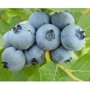 信州　中野市産特選ブルーベリー　バラ詰め 2kg箱【配送不可地域：離島】【1494239】