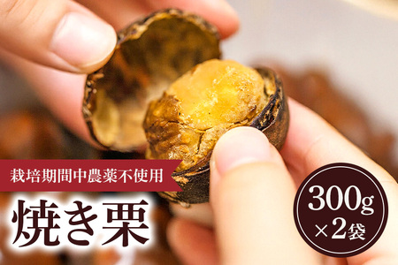 冷凍 焼き栗 2袋 （果じゅまる園）栗 くり クリ M L サイズ 焼栗 農薬不使用 殺虫剤不使用 国産 和栗 甘栗 果物 フルーツ くだもの 秋 旬 10月 11月 12月 発送 産地直送 農家直送 産直 甘い 茨城県 石岡市 (A18-004)