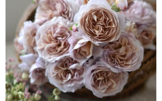 【先行受付】バラ鉢苗　パニエ【2026年4月下旬より発送】河本バラ園