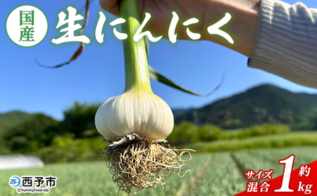 【先行予約】＜生にんにく サイズ混合 約1kg＞ 国産 ニンニク 生 野菜 香味野菜 薬味 大蒜 ガーリック 1キロ 西予市産 旬 旬の野菜 生ニンニク 農産物 おすそ分け 自宅用 家庭用 ノムランド 愛媛県 西予市【冷蔵】『2027年5月より順次出荷予定』NNM0010