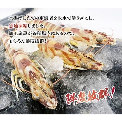 ふるさと納税 天草市 急速凍結車海老「金銀の車えび」1000g_S010-050 |  | 01