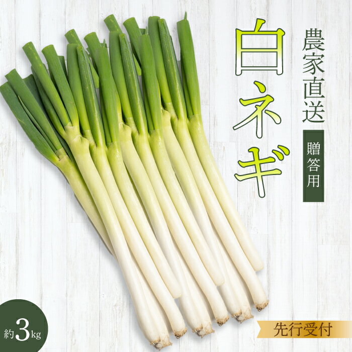 【ふるさと納税】楽天限定【先行受付】みのる農園 農家直送！白ねぎ3kg 贈答用 野菜 やさい 2025年12月上旬以降お届け 広島県三原市 206007