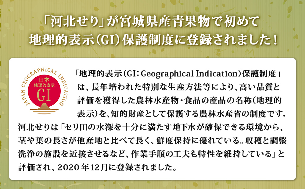 【1月31日発送】せり鍋 セット 4-5人前 せり 長ねぎ パックご