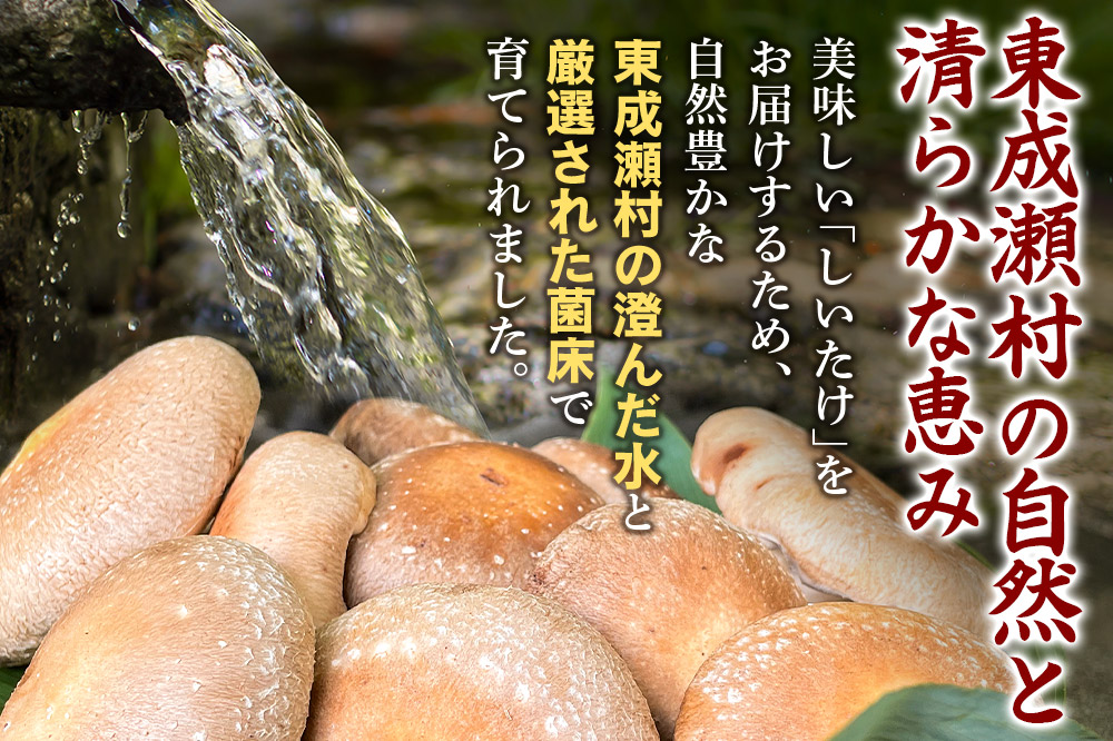 椎茸 仙人しいたけ 約1.5kg 滝ノ沢ファーム 菌床 シイタケ きのこ 食べ応え 肉厚 茸 秋田県 国産 大ぶり 高品質