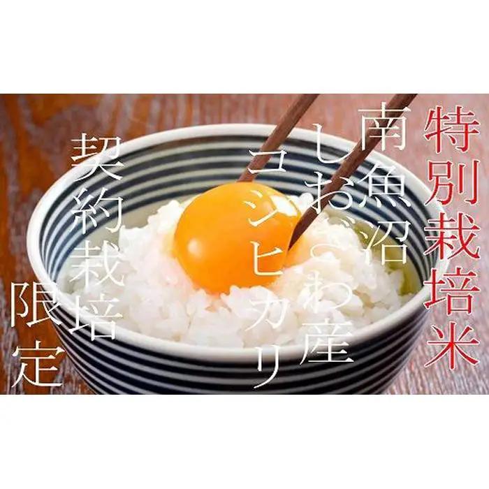 【令和7年産】【精米６Kg】特別栽培 生産者限定  南魚沼しおざわ産コシヒカリ【銘柄米 ブランド米 精米 こしひかり コシヒカリ 魚沼産 新潟米 産地直送 お米 米 こめ コメ ご飯 御飯 ごはん】