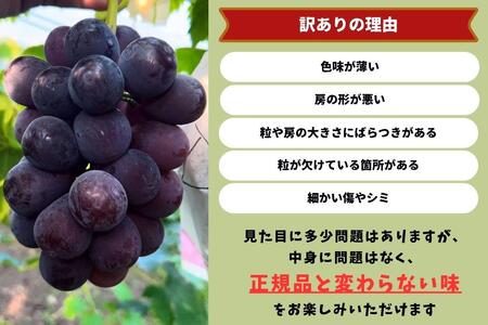 訳あり ニューピオーネ　2～3房 合計1.4kg以上 産地直送 朝採れ ぶどう 葡萄 岡山 Kawahara Green Farm　岡山県産 2025