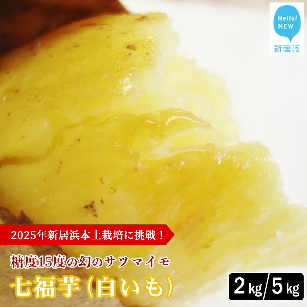 【ふるさと納税】【先行予約】【数量限定】 新居大島の遺伝子を受け継ぐ幻のさつまいも 「七福芋（白いも）」 新居大島原産・本土栽培品 七福芋 白芋 不選別