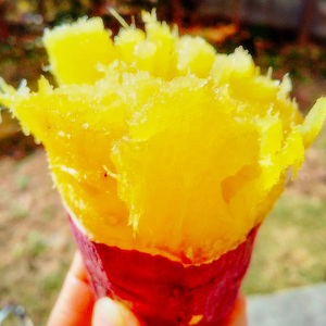 新潟県 加茂市産 姫あやか 【家庭用】 10kg 《順次発送》サツマイモ 訳あり 家庭用