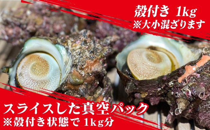 【その日に獲れたものをその日に発送！】 鮮度抜群 新上五島町産 活サザエ 殻付き1kg+殻付き1kg分のスライス【ひまわり】 [RBK002]