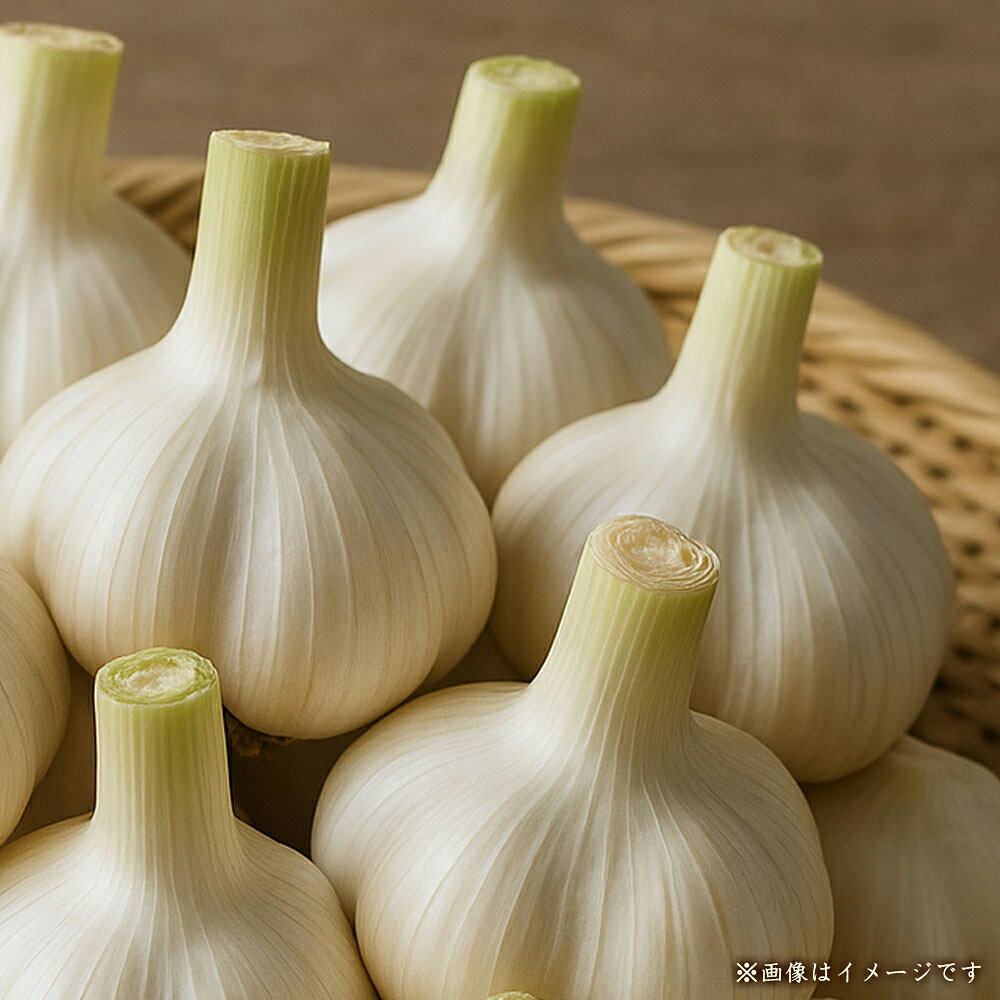 【ふるさと納税】 ニンニク 生 【新物】生にんにく 約3kg 香川県産 国産 ニンニク 新鮮 採れたて 無添加 農家直送 野菜 料理 調味料 薬味 健康 食材 スタミナ 活力 グルメ おいしい 人気 ご当地 地元 香川県 三豊市 みとよ市 10,000円 台 返礼品 送料無料 五色青果