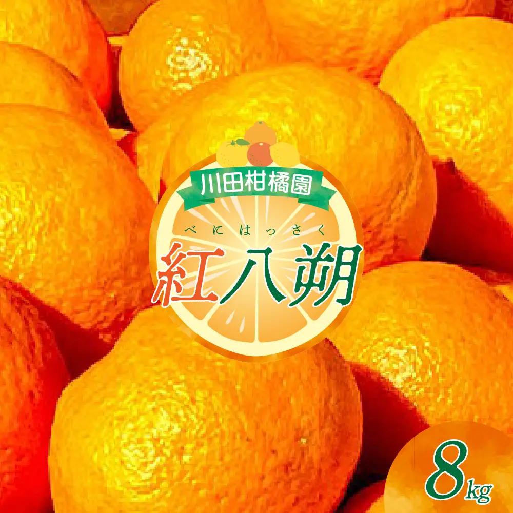 先行受付 2027年1月下旬～発送 紅八朔8kg 川田柑橘園 呉市