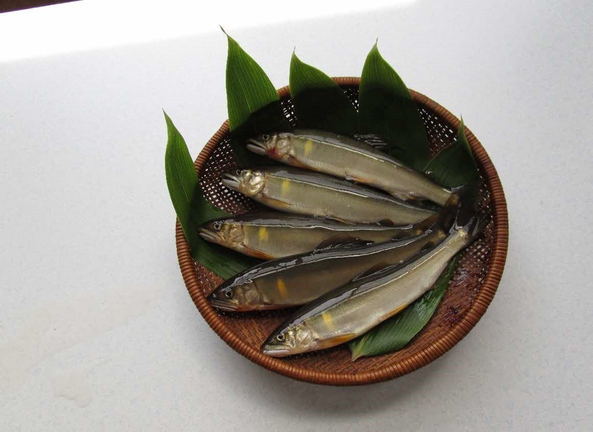 【ふるさと納税】【先行予約】八戸川 天然鮎 ＜2026年6月10日よりお届け＞【約0.5kg 約1kg】 魚介 魚貝類 鮎 天然鮎 あゆ 天然 冷凍 先行予約