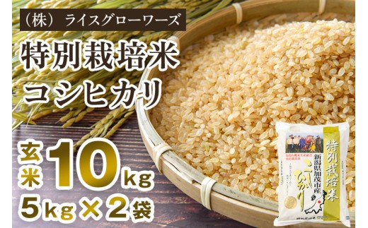 【令和8年産新米先行予約】新潟県加茂市産 特別栽培米コシヒカリ 玄米10kg（5kg×2）《10月上旬～順次出荷》 従来品種コシヒカリ （株）ライスグローワーズ