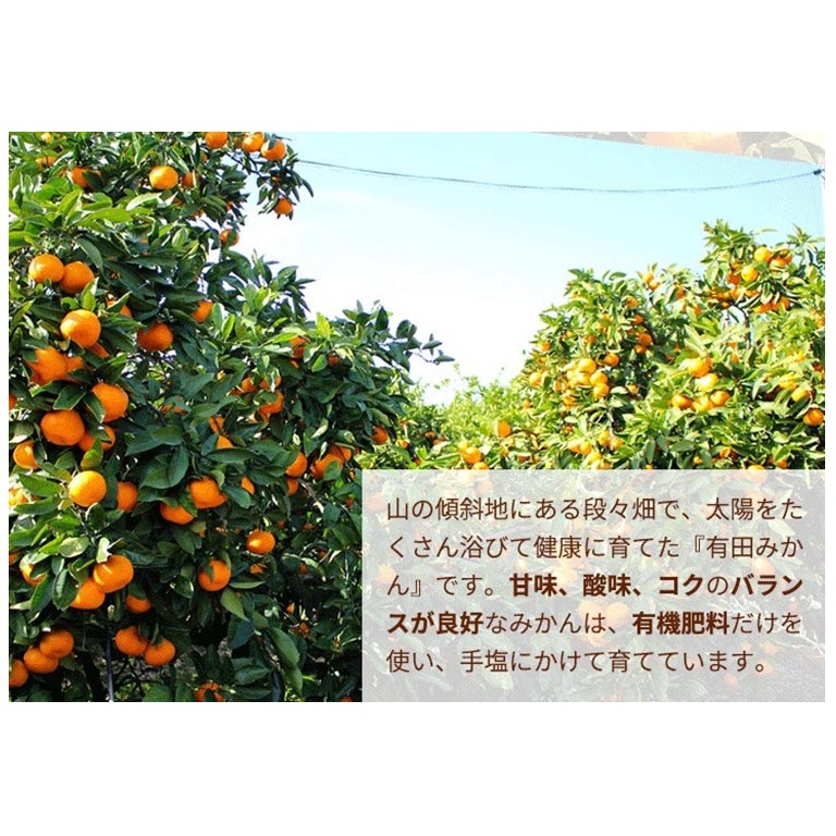 ＼光センサー選別／こだわりの完熟有田みかん 5kg＋250g(傷み補償分)【ご家庭用】サイズ混合 有機質肥料100% ｜ みかん 有田みかん 温州みかん ミカン 温州ミカン 柑橘 温州 甘い コク 産