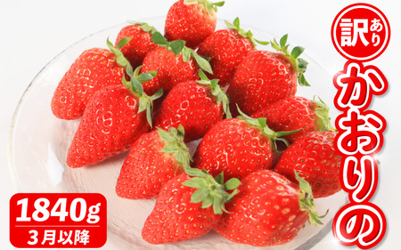 《3月発送》 先行予約 訳あり いちご かおりの 計1840g いちご いちご いちご Berry Mate Farm