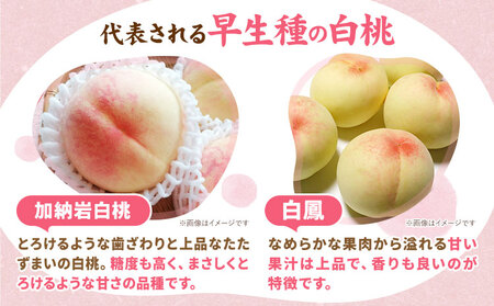 【先行予約】岡山県産 白桃 内容量 3玉（約800g） クール便 晴れの国 おかやま館(フルーツランド岡山) 《7月上旬-8月中旬頃発送予定》岡山県 浅口市 白桃 桃【配送不可地域あり】