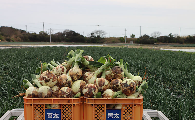 淡路島産玉ねぎ7kg 兵庫県 洲本市 淡路島