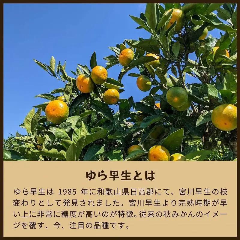 ゆら早生　5kg家庭用｜和歌山で生まれた極早生みかんの優良品種【2026年10月発送開始】