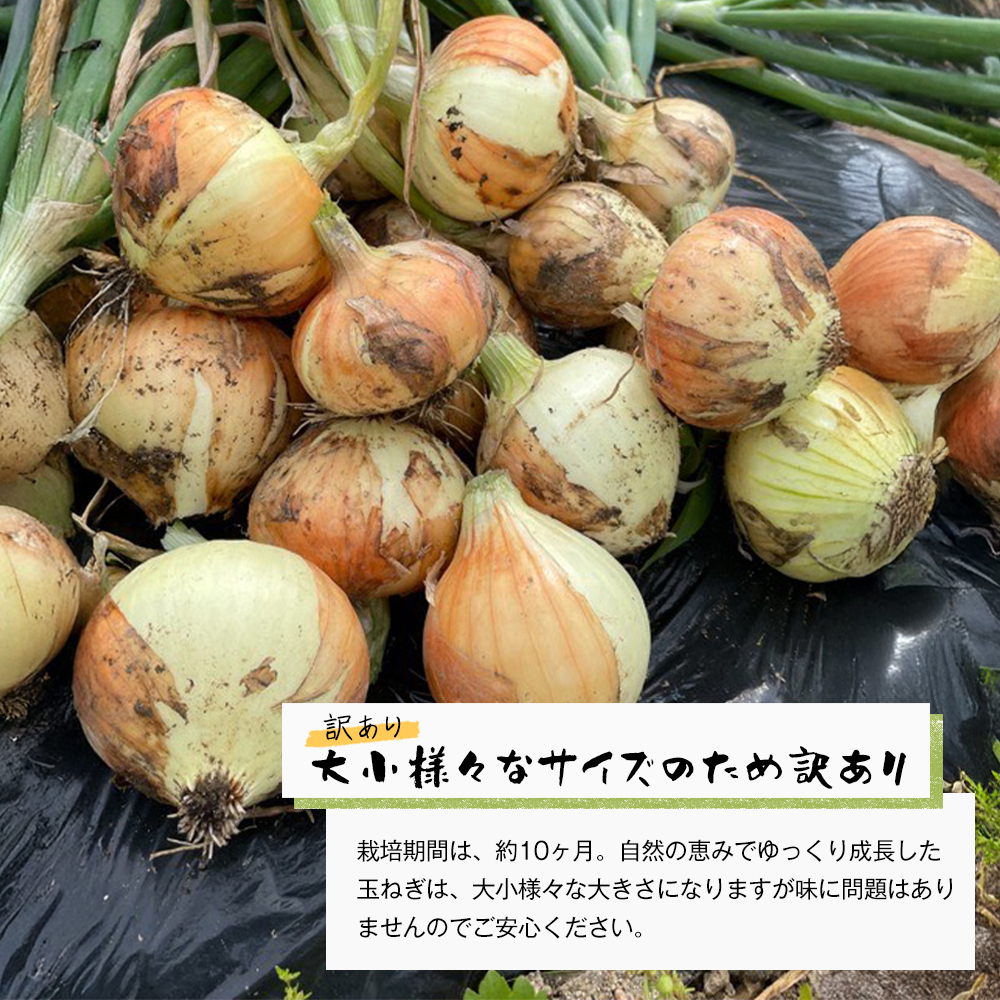 自然栽培玉ねぎ 3kg 《大小様々なサイズのため訳あり》　[