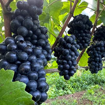 ふるさと納税 佐倉市 【数量限定】佐倉産初のワイン!ピノ・ノワール2023　750ml×1本 |  | 03