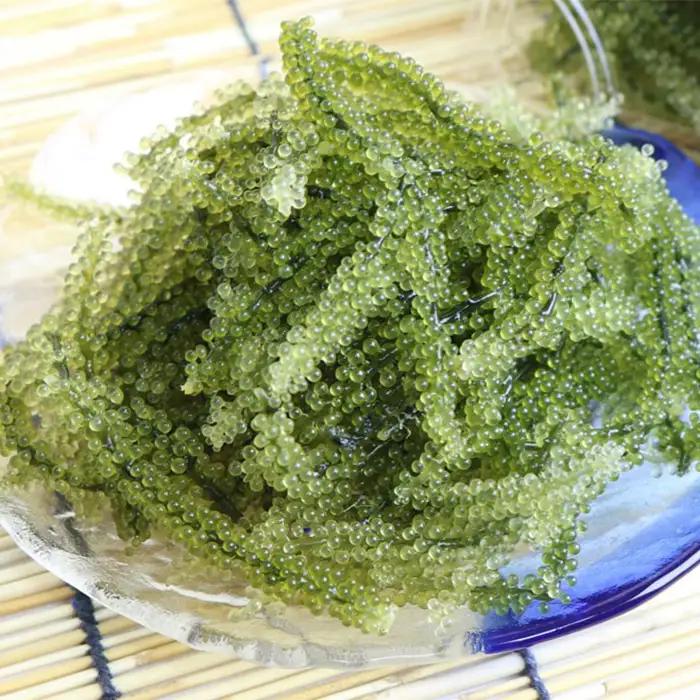 海ぶどう【2026年発送】宜野座村の海ぶどう（100g×5パック）