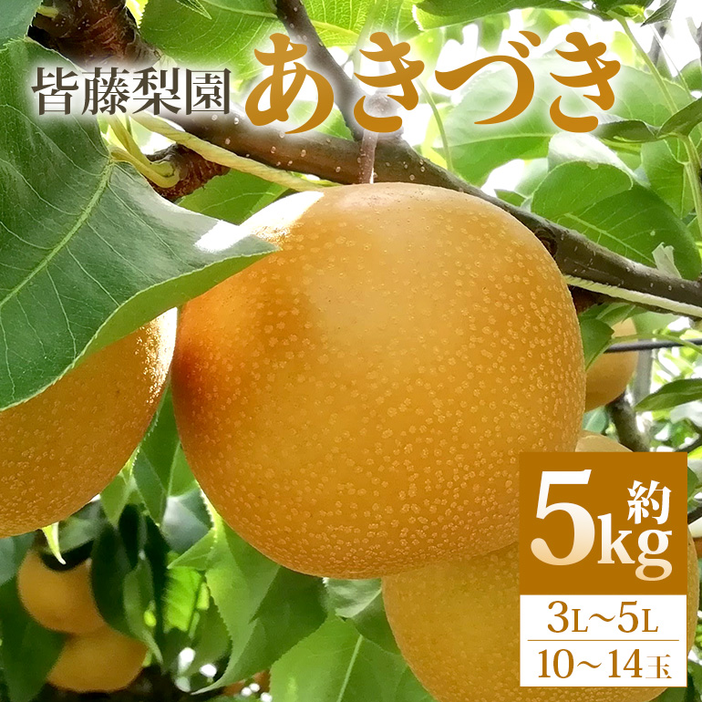 【数量限定・先行予約】【皆藤梨園】あきづき（約5kg/3L～5L/10～14玉） 【9月上旬以降発送予定】 75-D