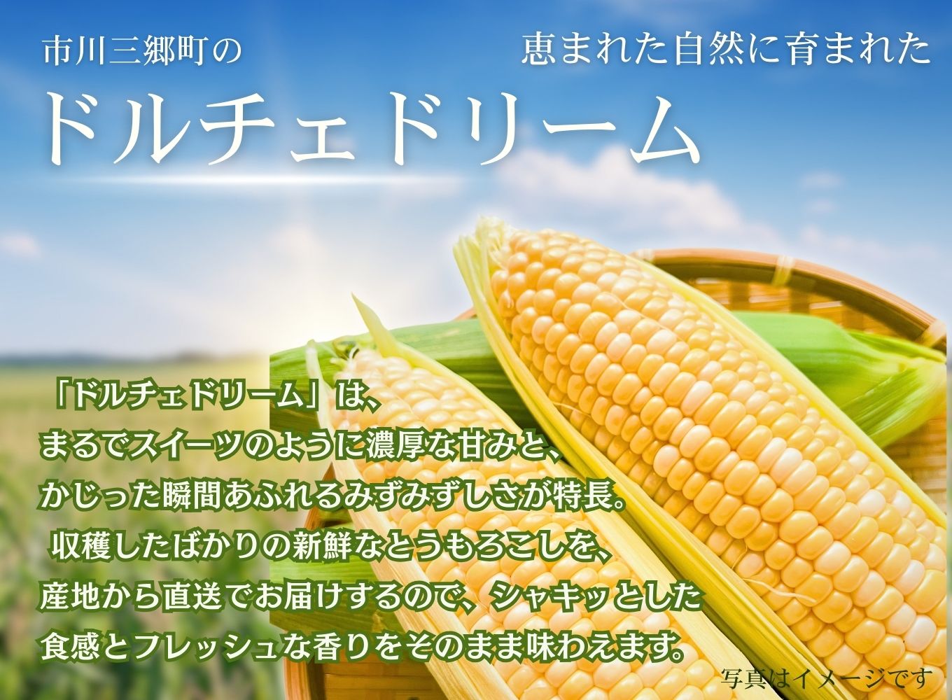 【2025年6月中旬から発送】とうもろこし ドルチェドリーム 6本入り 横田農園 （山梨県市川三郷町産）[5839-2233]