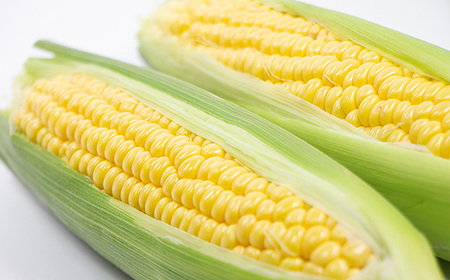 【訳あり】【先行予約】下妻産朝採りとうもろこし（おおもの）約6kg【2025年7月上旬～8月中旬ころ順次発送予定】【とうもろこし コーン 糖度 トウモロコシ おおもの 朝採り 新鮮 スイートコーン ス