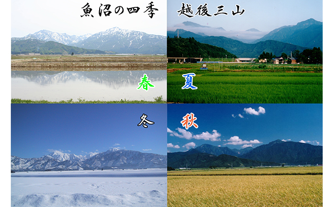 令和6年産【新潟県認証・特別栽培米】魚沼産こしひかり(精米)10kg(5kg×2)