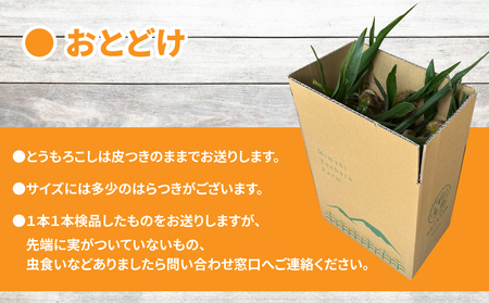 【先行受付2026年発送】野菜ソムリエサミット金賞受賞！東御市産とうもろこし（ピュアホワイト）約3.2kg（7～10本） | スイートコーン※2026年7月上旬～9月上旬頃に順次発送予定※着日指定不可