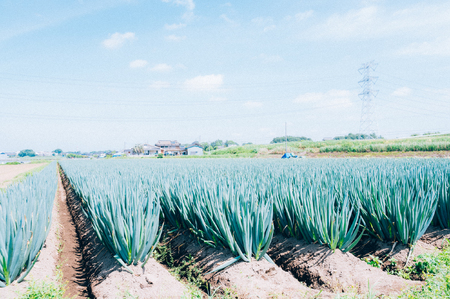 長ネギ 約5kg 約45本 スピード発送 農家直送